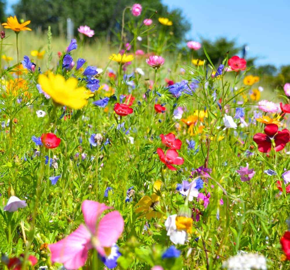 Grußkarte - Blumenwiese - Sommerblumen - Lebenszahl 3